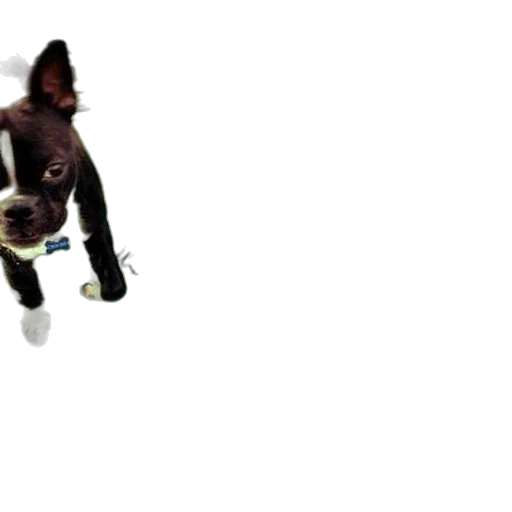 staff, hat, creature, animal, 3d render, concept art, pixel art, photorealistic transparent PNG cut-out