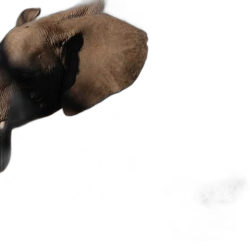 animal, mask, face, hat, photorealistic, 3d render, concept art, majestic transparent PNG cut-out