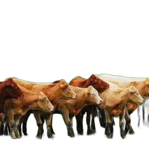 animal, food, crown, jewelry, concept art, photorealistic, 3d render, herd transparent PNG cut-out