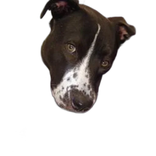 animal, face, staff, creature, photorealistic, 3d render, concept art, black transparent PNG cut-out