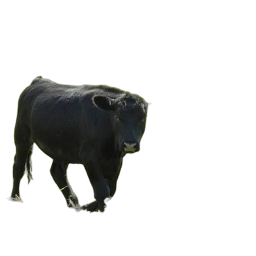 animal, creature, food, mask, 3d render, photorealistic, concept art, oil painting transparent PNG cut-out