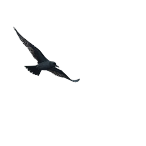 dragon, animal, staff, creature transparent PNG cut-out