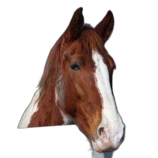 hat, animal, face, crown, photorealistic, 3d render, vaporwave, pixel art transparent PNG cut-out