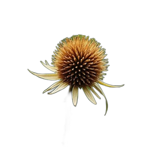 flower, crown, staff, hair, 3d render, photorealistic, concept art, earth tones transparent PNG cut-out