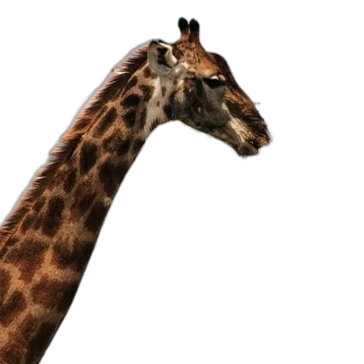 animal, creature, face, hat, 3d render, photorealistic, concept art, pixel art transparent PNG cut-out