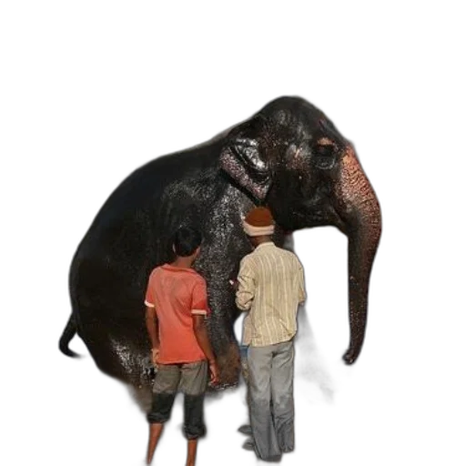 animal, creature, food, weapon transparent PNG cut-out
