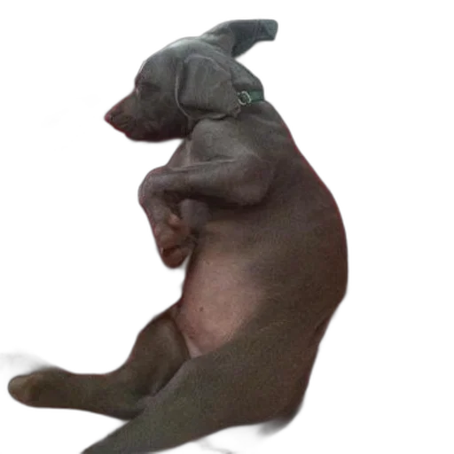 animal, creature, dragon, hat, 3d render, photorealistic, concept art, grey transparent PNG cut-out