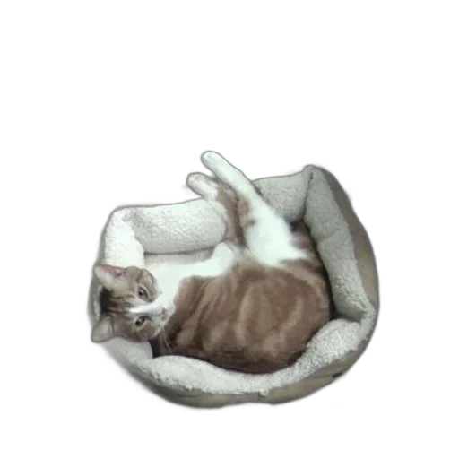 furniture, animal, staff, creature, photorealistic, 3d render, monochrome, cat transparent PNG cut-out