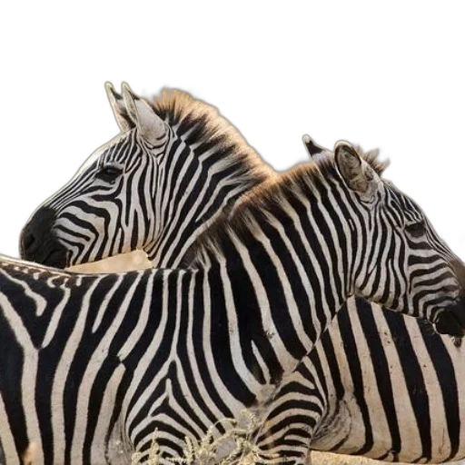 animal, jewelry, shoes, hat, photorealistic, 3d render, monochrome, earth tones transparent PNG cut-out