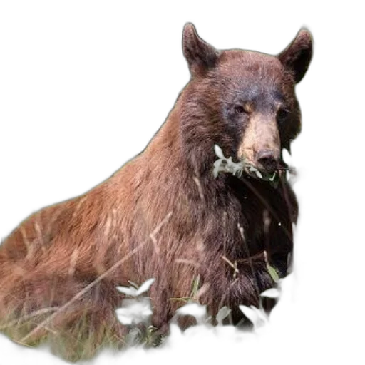 animal, creature, hair, staff, photorealistic, 3d render, concept art, watercolor transparent PNG cut-out
