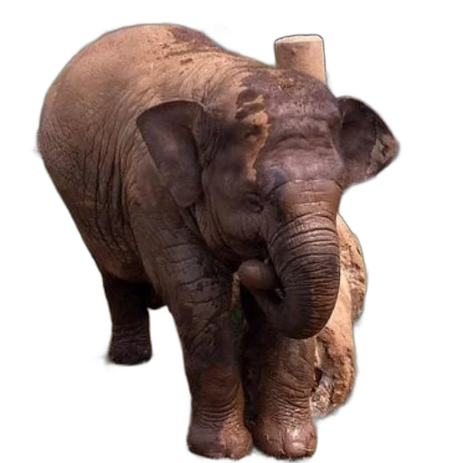 animal, creature, staff, face, photorealistic, 3d render, concept art, young transparent PNG cut-out