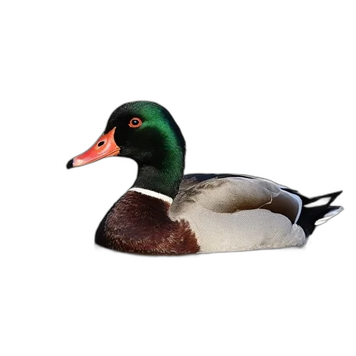 animal, creature, hat, face transparent PNG cut-out