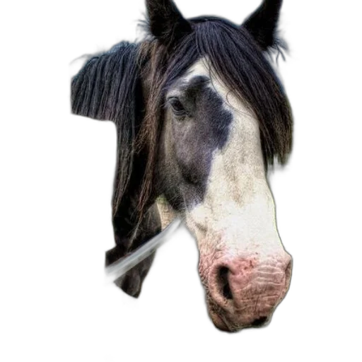 animal, face, creature, hat, photorealistic, horse, white, black transparent PNG cut-out