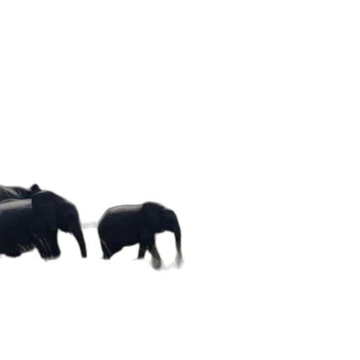 animal, furniture, jewelry, umbrella, 3d render, concept art, photorealistic, pixel art transparent PNG cut-out