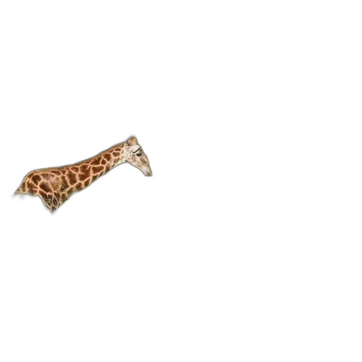 jewelry, weapon, animal, shoes transparent PNG cut-out
