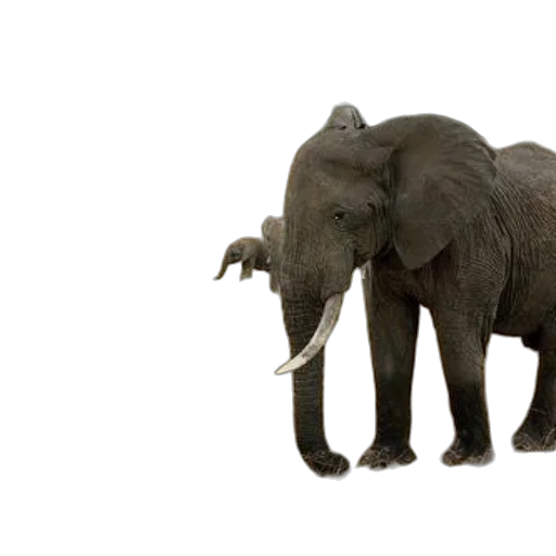 animal, creature, weapon, staff, 3d render, concept art, photorealistic, elephants transparent PNG cut-out