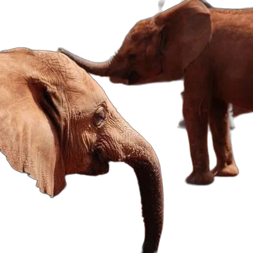 animal, 3d render, photorealistic, concept art, two, elephants, one, drinking transparent PNG cut-out