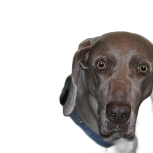 face, animal, staff, creature, photorealistic, weimaraner, dog, blue transparent PNG cut-out