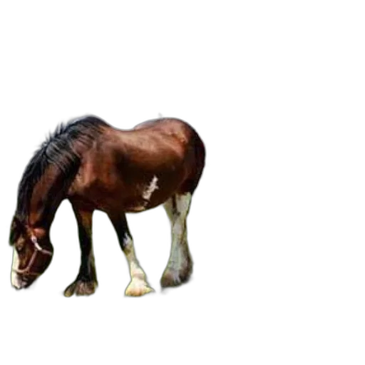 animal, creature, hair, hat, photorealistic, 3d render, concept art, pixel art transparent PNG cut-out