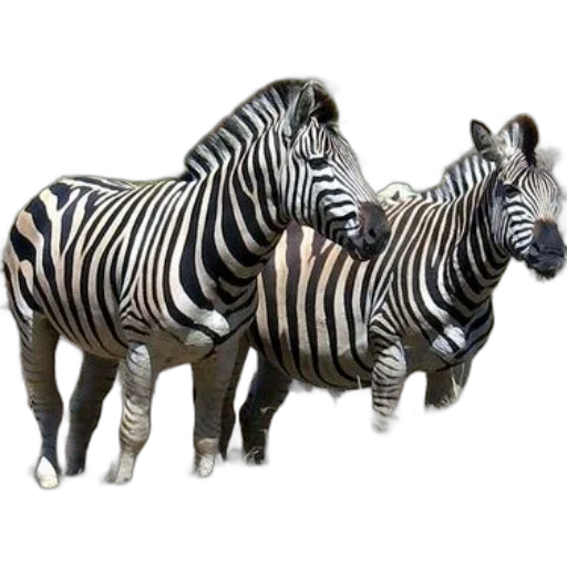 animal, creature, jewelry, furniture, 3d render, photorealistic, concept art, fantasy art transparent PNG cut-out