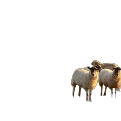 animal, food, hat, hair, 3d render, concept art, photorealistic, sheep transparent PNG cut-out