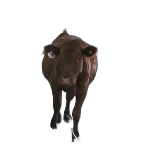 animal, creature, face, mask, 3d render, photorealistic, concept art, oil painting transparent PNG cut-out