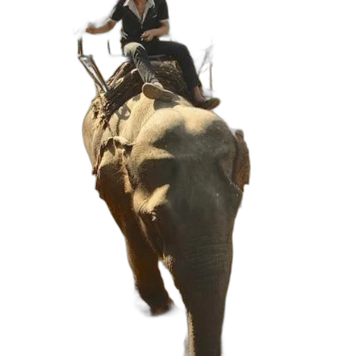 animal, staff, creature, concept art transparent PNG cut-out