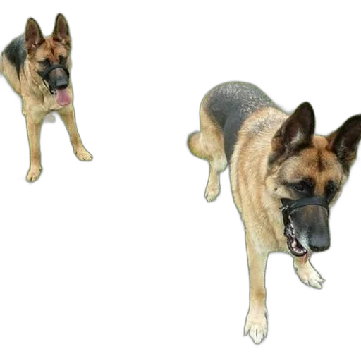 animal, creature, staff, weapon, photorealistic, concept art, 3d render, cartoon transparent PNG cut-out