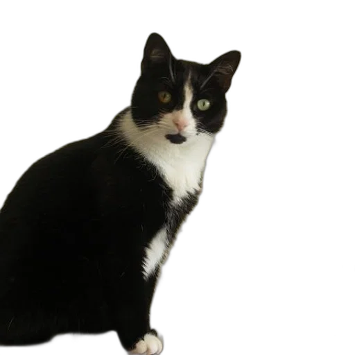 animal, staff, creature, hat transparent PNG cut-out