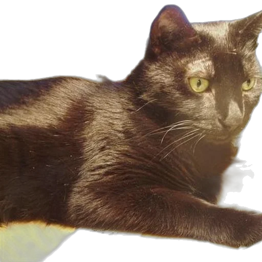 animal, creature, staff, photorealistic, 3d render, oil painting, black, cat transparent PNG cut-out