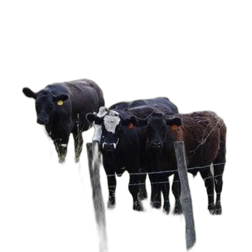 animal, staff, jewelry, weapon, concept art, 3d render, photorealistic, pixel art transparent PNG cut-out