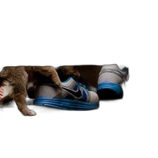 shoes, animal, blue, dog, paw, reaches, pair, nike transparent PNG cut-out