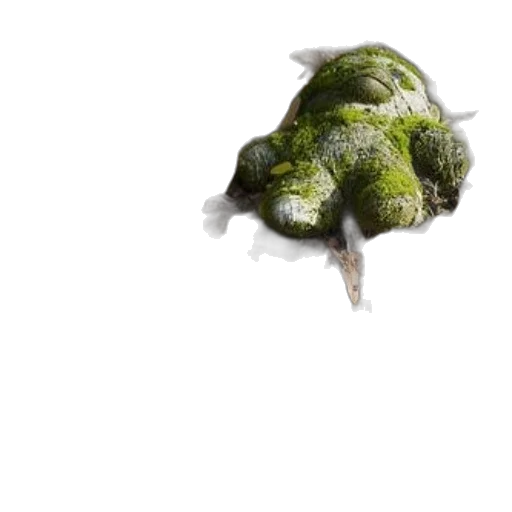 dragon, creature, animal, tree, 3d render, photorealistic, concept art, underwater transparent PNG cut-out