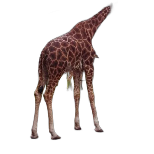 animal, creature, staff, weapon, 3d render, concept art, photorealistic, giraffes transparent PNG cut-out
