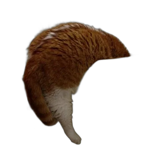 hat, hair, staff, animal, 3d render, concept art, photorealistic, ginger transparent PNG cut-out