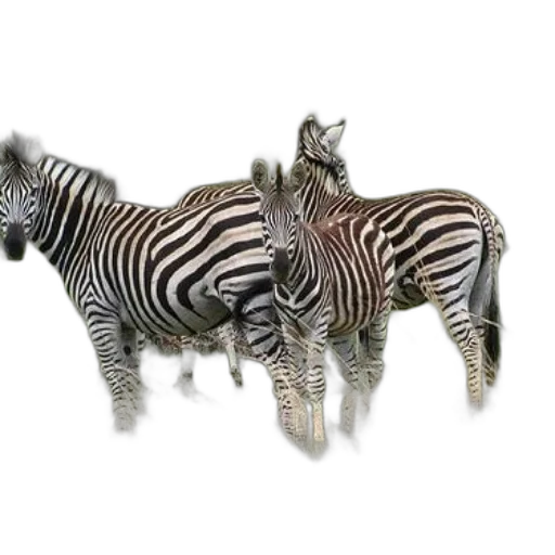 animal, creature, jewelry, furniture, 3d render, photorealistic, concept art, fantasy art transparent PNG cut-out
