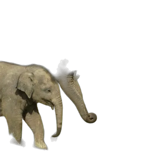 animal, creature, hat, staff, 3d render, concept art, photorealistic, family transparent PNG cut-out