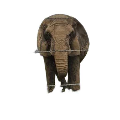 animal, creature, hat, staff, photorealistic, concept art, 3d render, elephant transparent PNG cut-out