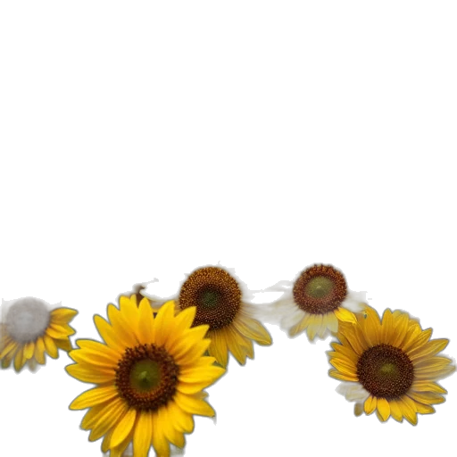 flower, jewelry, crown, shoes, 3d render, photorealistic, oil painting, concept art transparent PNG cut-out