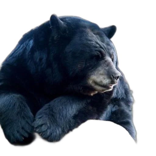 animal, creature, photorealistic, concept art, 3d render, black, bear, rests transparent PNG cut-out
