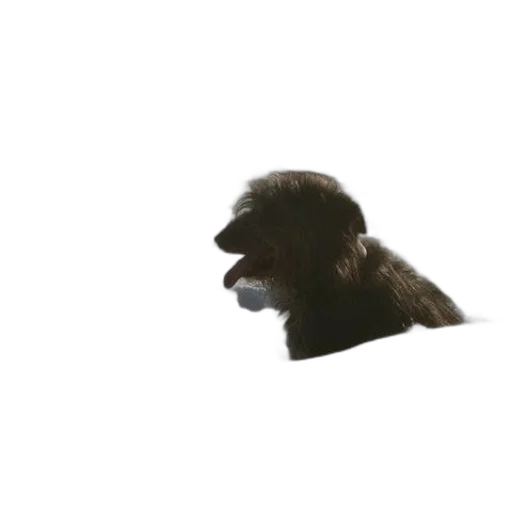 animal, creature, face, hair transparent PNG cut-out