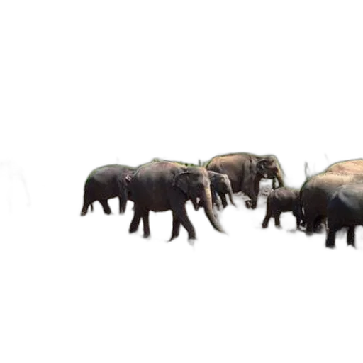 animal, creature, furniture, weapon, 3d render, concept art, photorealistic, herd transparent PNG cut-out