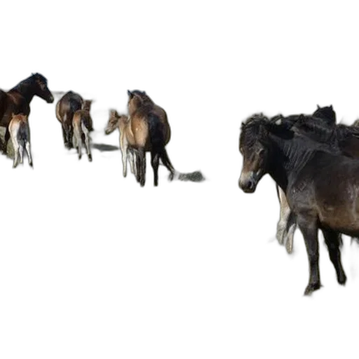 animal, hair, staff, creature, concept art, photorealistic, 3d render, group transparent PNG cut-out