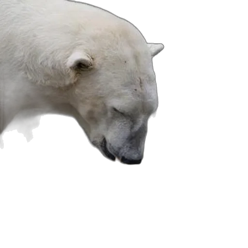 animal, creature, face, 3d render, photorealistic, concept art, polar, bear transparent PNG cut-out
