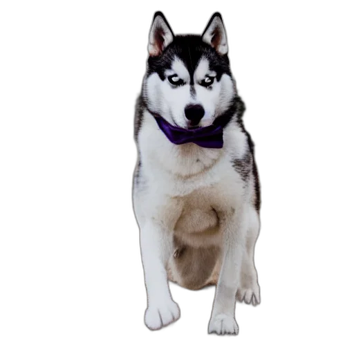 animal, creature, staff, face, photorealistic, 3d render, pixel art, husky transparent PNG cut-out