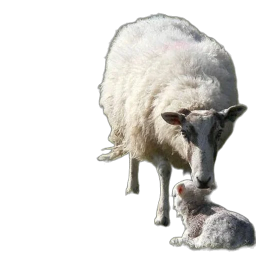 animal, face, creature, mask, photorealistic, fluffy, sheep, two transparent PNG cut-out