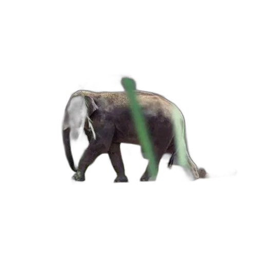animal, creature, dragon, weapon, concept art, 3d render, photorealistic, oil painting transparent PNG cut-out