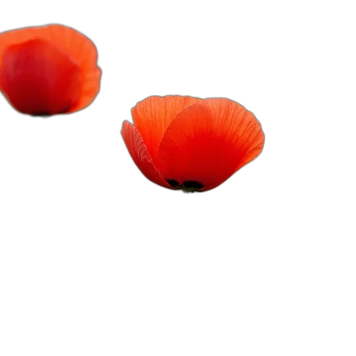 flower, crown, hat, food, 3d render, photorealistic, concept art, oil painting transparent PNG cut-out