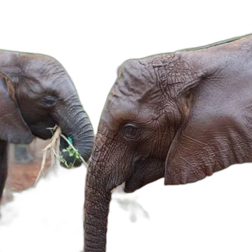 animal, photorealistic, two, elephants, feeding, green, leaves, natural transparent PNG cut-out