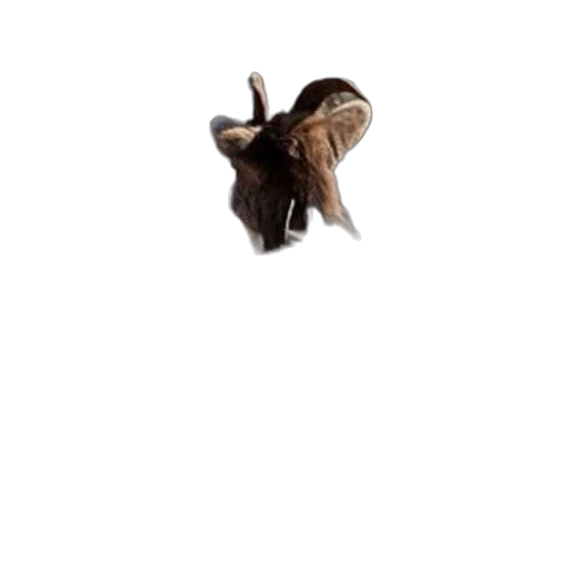 animal, creature, hat, umbrella, 3d render, photorealistic, pixel art, concept art transparent PNG cut-out